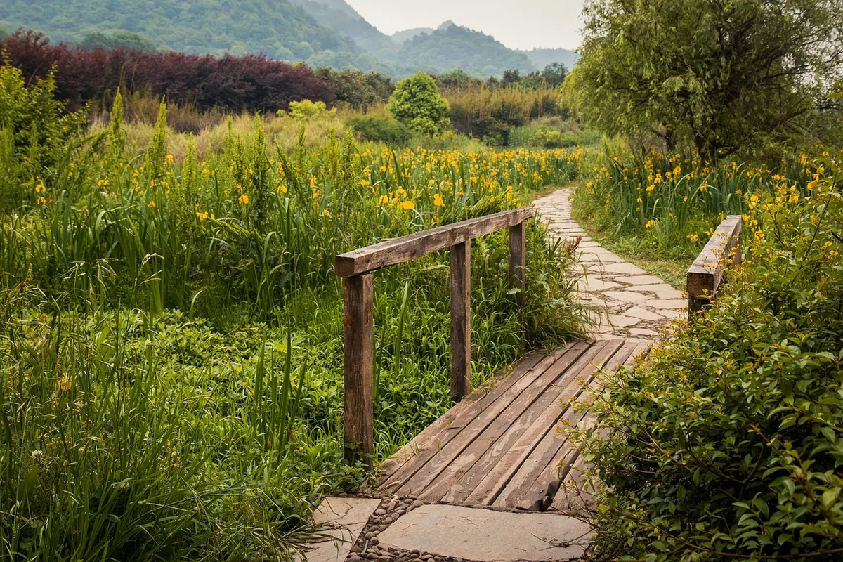 Common Mistakes New Dog Walkers Make on Local Countryside Trails
